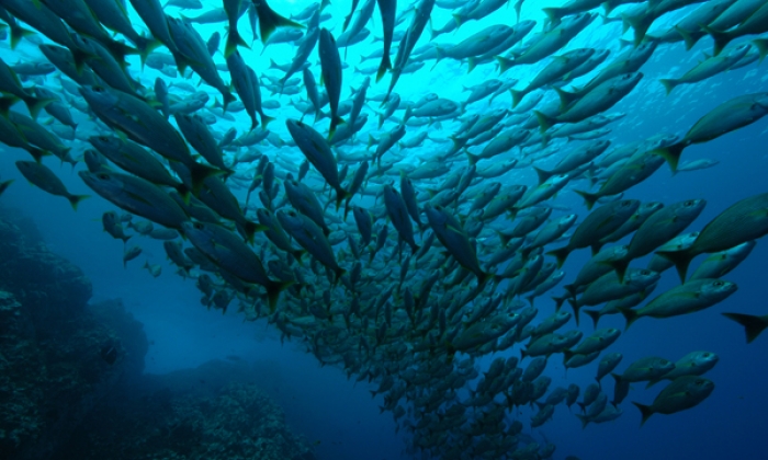 Ile de Caño La Baie De Drake Plongées de Rêve